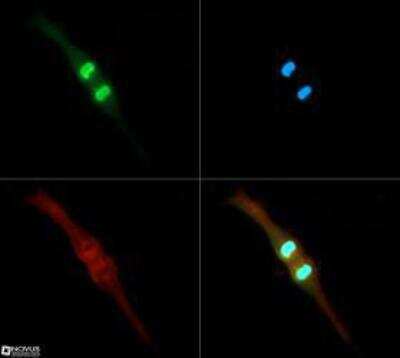 Immunocytochemistry/ Immunofluorescence: Histone H3 [p Thr3, Dimethyl Lys4] Antibody - BSA Free [NB21-1013]